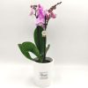 Phalaenopsis Mini Pink