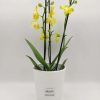 Phalaenopsis Mini Yellow