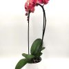 Phalaenopsis Cascade Σάπιο Μήλο