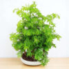 Bonsai Metasequoia
