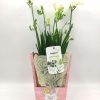 Φρέζια Σε Ροζ Χειροποίητη Ξύλινη Βάση Happy Mother’s Day