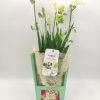 Φρέζια Σε Βεραμάν Χειροποίητη Ξύλινη Βάση Mother's Day
