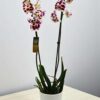 Phalaenopsis Bicolor Cherry