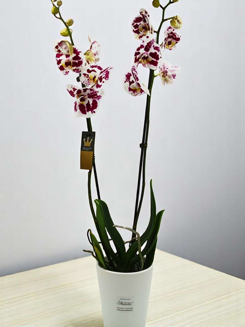 Phalaenopsis Bicolor Cherry