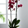 Phalaenopsis Cherry