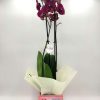 Phalaenopsis Cherry Mother's Day
