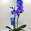 Phalaenopsis Blue Magic-Lila