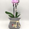 Phalaenopsis Mini Pink Mother's Day