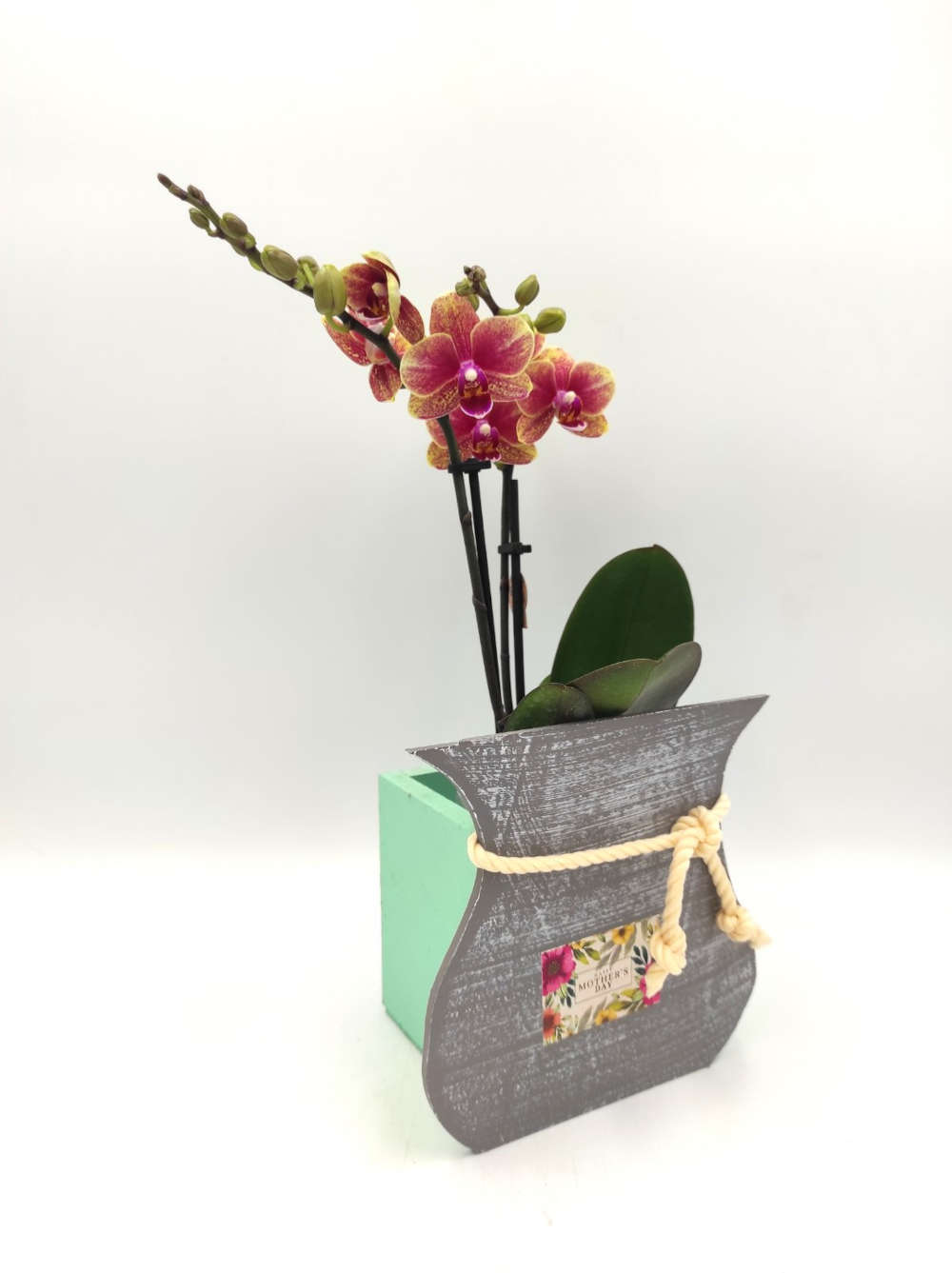 Phalaenopsis Mini Orange Mother's Day