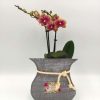Phalaenopsis Mini Orange Mother's Day