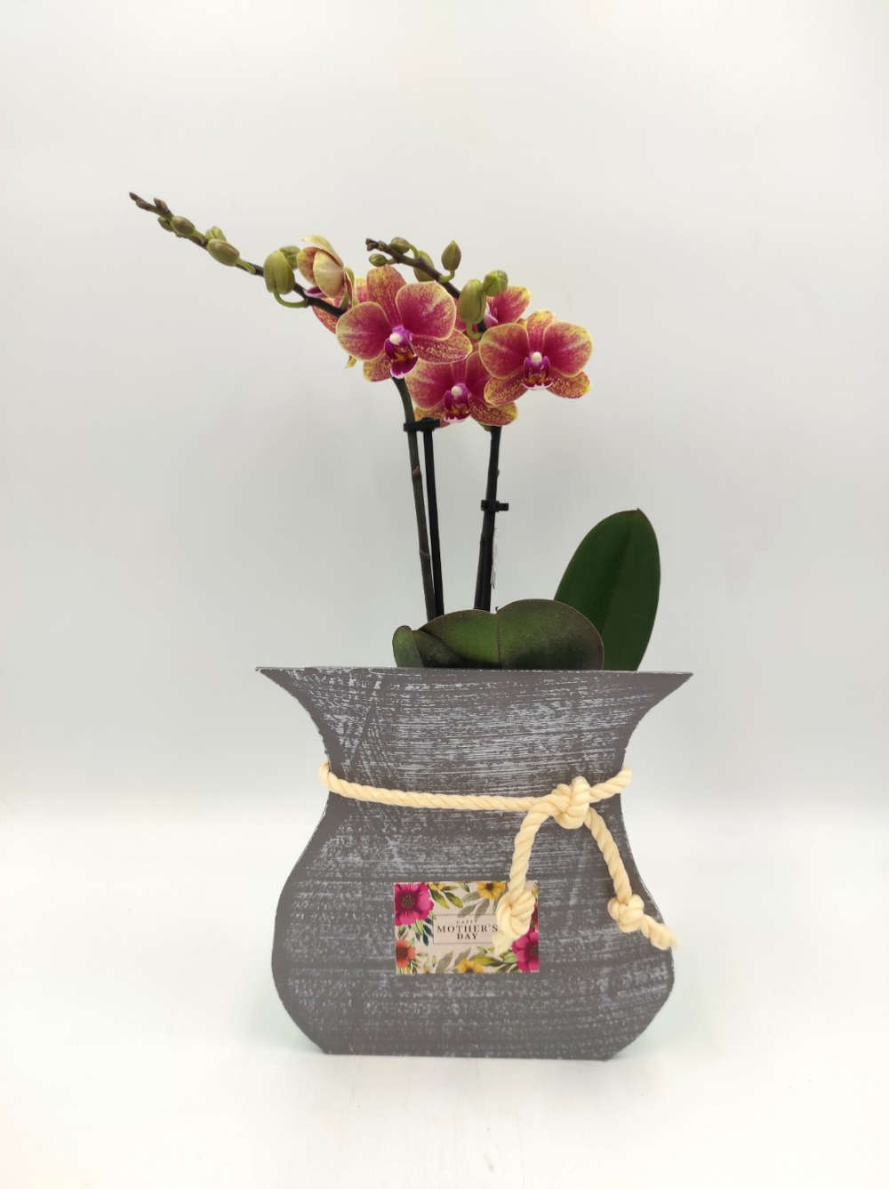 Phalaenopsis Mini Orange Mother's Day