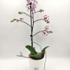 Phalaenopsis White/Fuchsia Heart 1 Stem/60cm