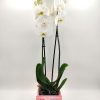 Phalaenopsis White Happy Mother's Day