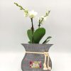 Phalaenopsis Mini White Mother's Day