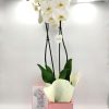 Phalaenopsis White Mum I Love You