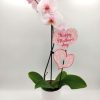 Phalaenopsis Wonder Pink Happy Mother's Day