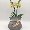 Phalaenopsis Mini Yellow Mother's Day