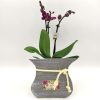 Phalaenopsis Mini Dark Fuchsia Mother's Day