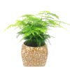Asparagus Plumosa