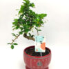 Bonsai Carmona