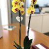 Phalaenopsis Yellow