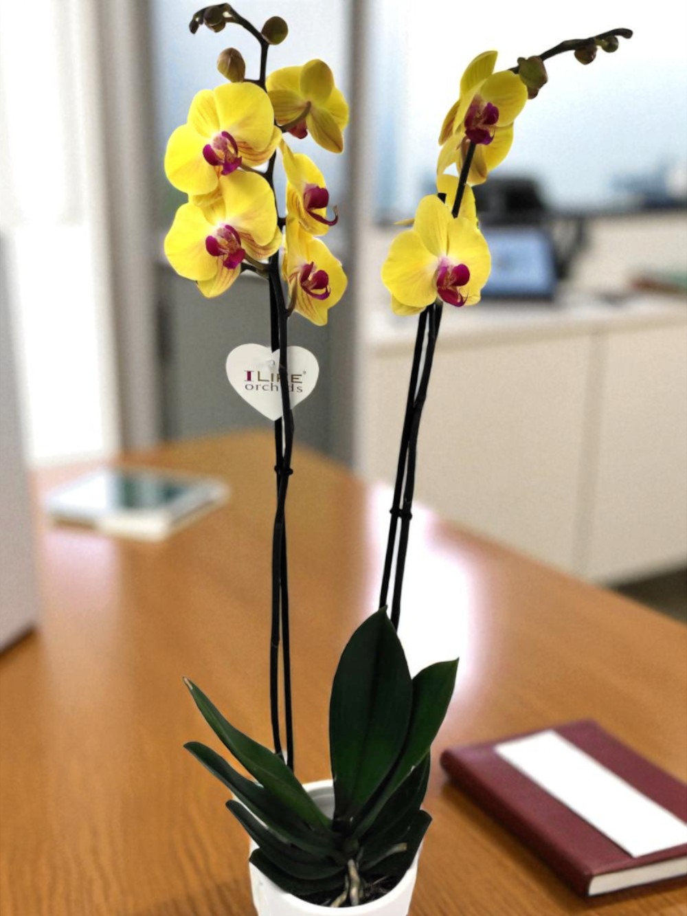 Phalaenopsis Yellow