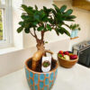 Bonsai Ficus Ginseng