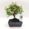 Bonsai Sagerentia
