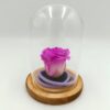 Forever Bicolor Fuchsia Σε Μικρό Γυάλινο Θόλο