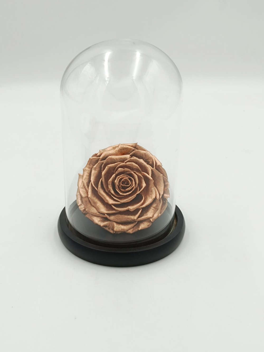 Forever Bronze Bonita (XXL H 5.5cm x D 9.5cm)
