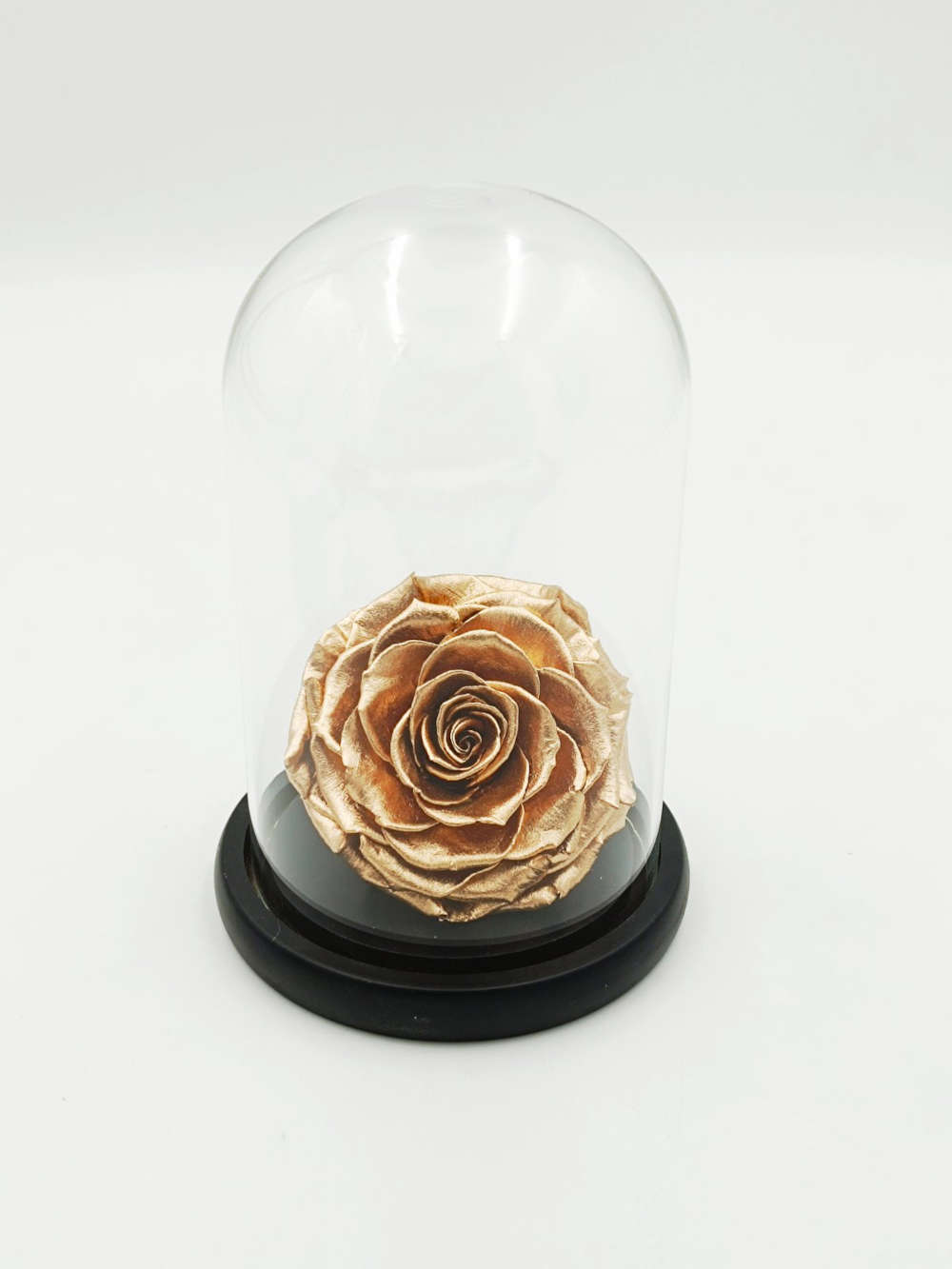 Forever Gold Bonita (XXL H 5.5cm x D 9.5cm)