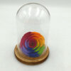 Forever Rainbow Red Bonita (XXL H 5.5cm x D 9.5cm)