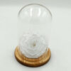 Forever White Bonita (XXL H 5.5cm x D 9.5cm)
