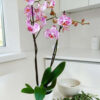 Phalaenopsis Bicolor Pink