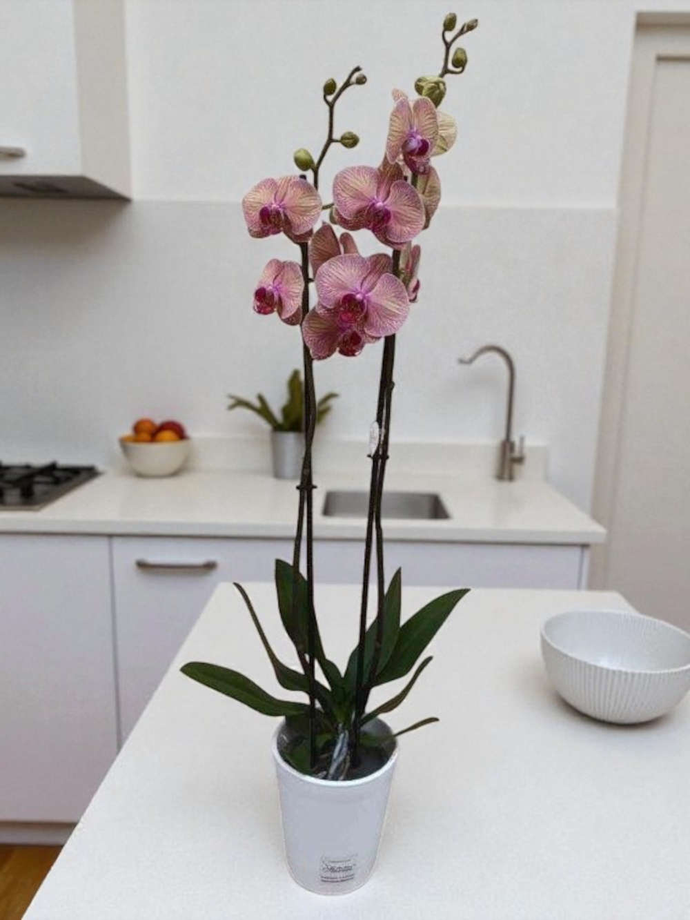Phalaenopsis Bicolor Σάπιο Μήλο