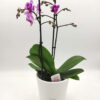 Phalaenopsis Mini Bicolor Pink