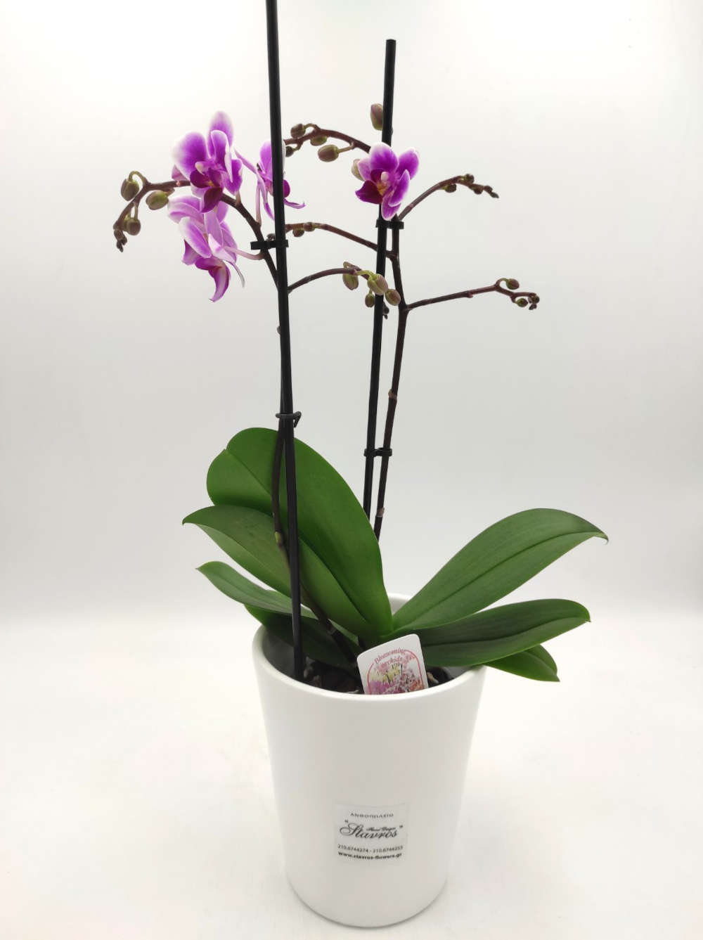 Phalaenopsis Mini Bicolor Pink