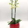 Phalaenopsis Mini Lemon