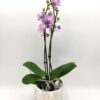 Phalaenopsis Mini Lila