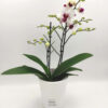 Phalaenopsis Mini Red Lips