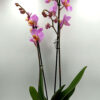 Phalaenopsis Pink/Yellow Heart