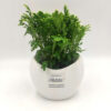 Selaginela Mini