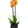 Phalaenopsis Orange Σε Κυματιστό Κασπώ