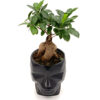 Bonsai Ficus Ginseng 35εκ. Σε Κεραμικό Πρόσωπο