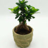 Bonsai Ficus Ginseng 35εκ.