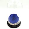 Forever Blue Bonita (XXL H 5.5cm x D 9.5cm)