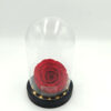 Forever Red Bonita (XXLH 5.5cm x D 9.5cm) In Glass Led Stolp!