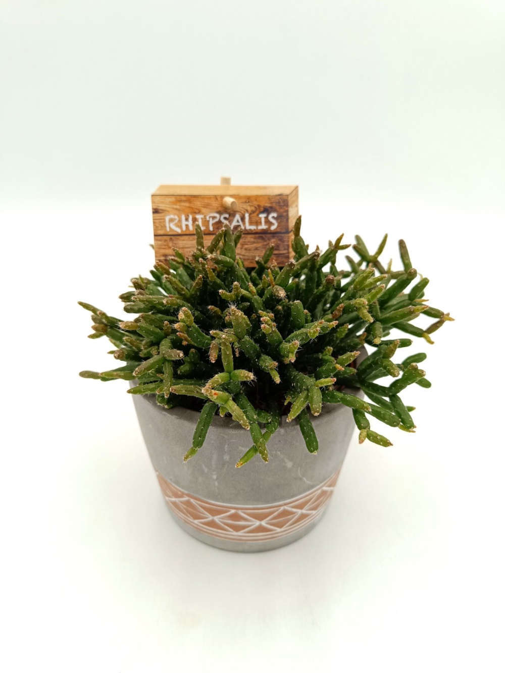 Παχύφυτο Rhipsalis