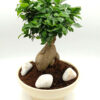Bonsai Ficus Ginseng 50εκ.