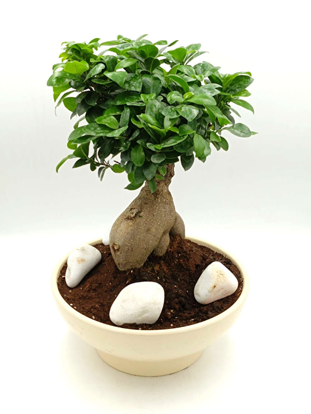 Bonsai Ficus Ginseng 50εκ.